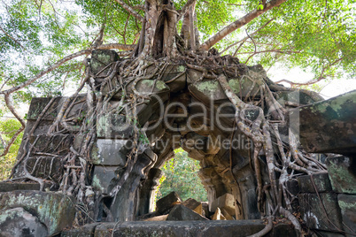 Banyan trees on ruins