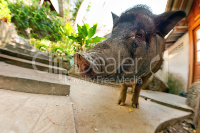 Curious vietnamese pig near bungalow