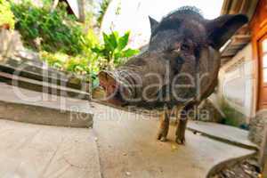 Curious vietnamese pig near bungalow