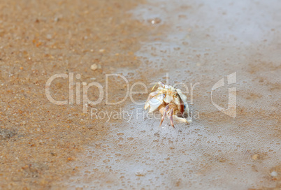 Crab in seashell on the sea beach