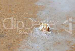 Crab in seashell on the sea beach
