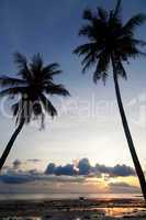 Sunset with palm tree silhouette