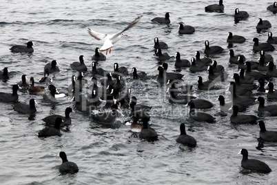 Black duck on sea waves, Pampean dive (Netta peposaca)