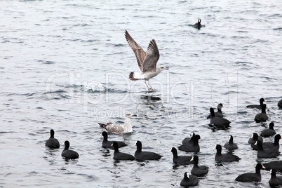 Black duck on sea waves, Pampean dive (Netta peposaca)