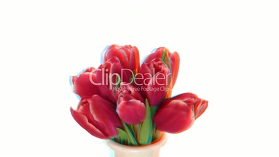 Stereoscopic 3D time-lapse of opening red tulips 1 (combo 1080p)