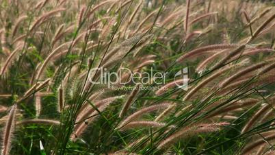 Spike grass.