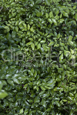 Beautiful green leaves for design