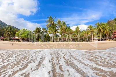 Empty tropical beach with coconut palms