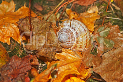 Shell on falling leaves