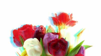 Stereoscopic 3D time-lapse of opening tulip bouquet 1 combo