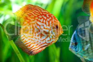 Symphysodon discus