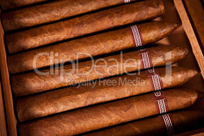 Cigars in humidor