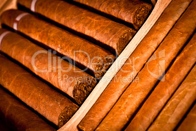 Cigars in humidor