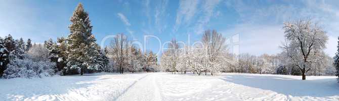 The panorama of trees covered with snow in Oleksandriya Park , B