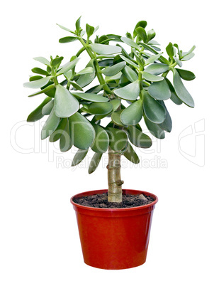 houseplant Crassula in red pot