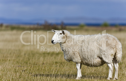 single sheep on grass in scottish highlands
