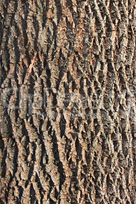 Bark of old tree