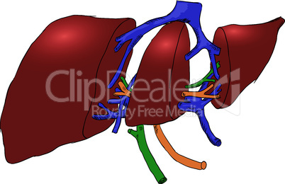 Cross-section of human liver