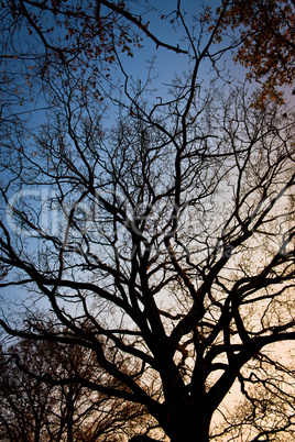 Baumkrone im Herbst