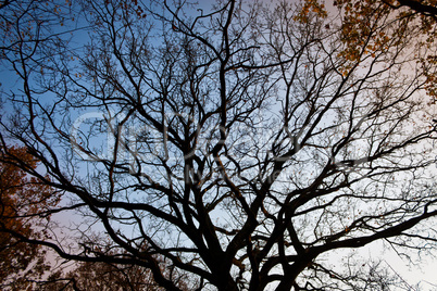 Baumkrone im Herbst