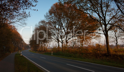 Bäume an der Straße