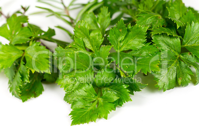 Parsley , Thyme,Herbs Parsley , Thyme,Herbs