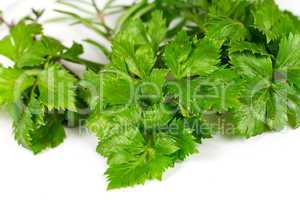 Parsley , Thyme,Herbs