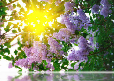 Branches of lilac