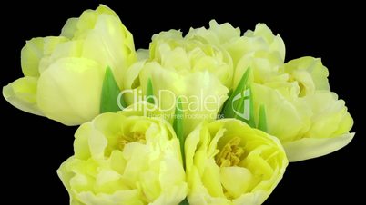 Time-lapse opening yellow tulip bouquet with ALPHA matte 9
