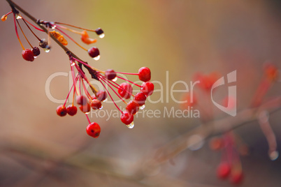 autumn branches