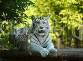 White tigress.