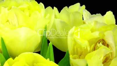 Time-lapse opening yellow tulip bouquet with ALPHA matte 8