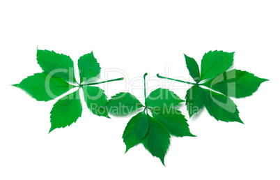 Three green virginia creeper leaves