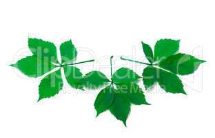 Three green virginia creeper leaves