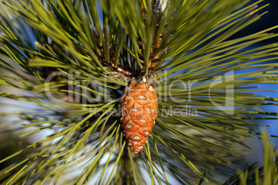 Pine cone. Close-up view.