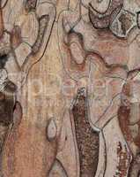 Wooden texture. Macro photo of pine tree