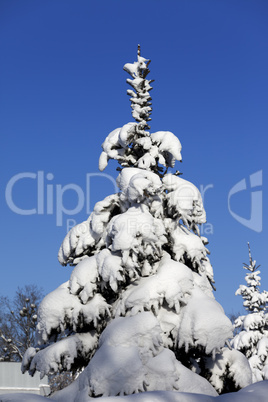 Snowy fir on background of blue sky