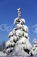 Snowy fir on background of blue sky