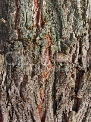 Bark of old willow tree