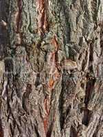 Bark of old willow tree