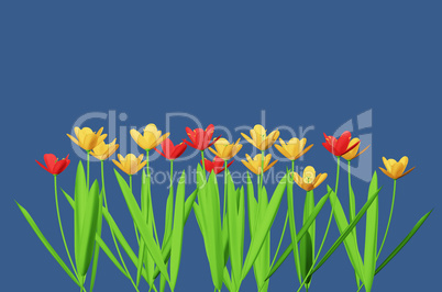 Red and yellow flowers isolated in blue