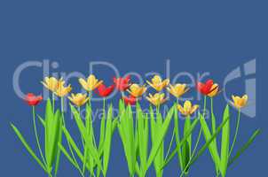 Red and yellow flowers isolated in blue