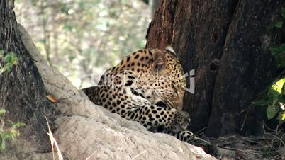 Namibischer Leopard
