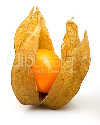 Physalis