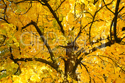 Autumn Tree branches above