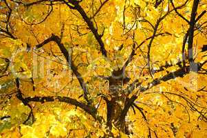 Autumn Tree branches above