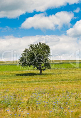 Single Tree in a Flower Field