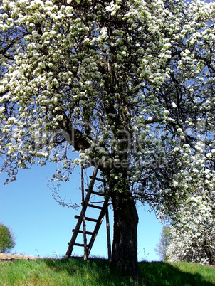 Blooming Apple Tree