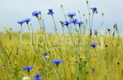 Corn Flowers