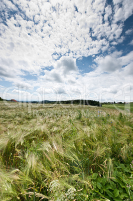 Cloudscape over Cornfield